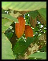 Fruits du cacaoier, dans leur arbre